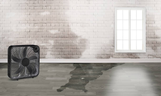 Best Carpet water damage restoration  in Atlanta, IL
